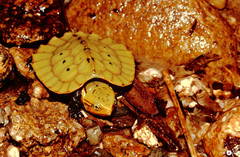 Platysternon megacephalum