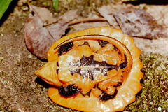 Platysternon megacephalum