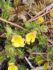 Euphrasia cockayneana