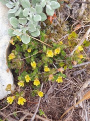 Euphrasia cockayneana