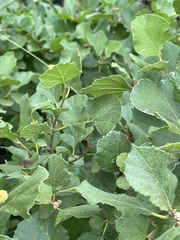 Cordia monoica