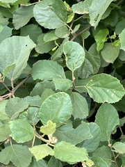 Cordia monoica