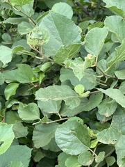Cordia monoica