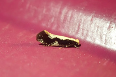 Monopis dorsistrigella