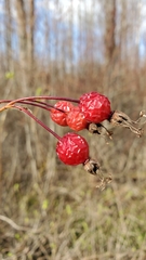 Rosa pisocarpa