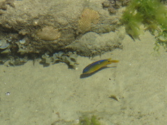 Stegastes variabilis