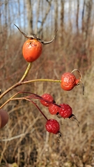 Rosa pisocarpa