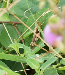 Stenocatantops angustifrons