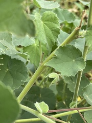 Abutilon grandiflorum