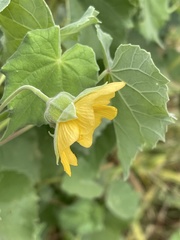 Abutilon grandiflorum