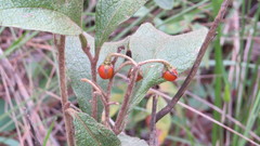 Solanum subumbellatum
