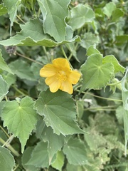 Abutilon grandiflorum