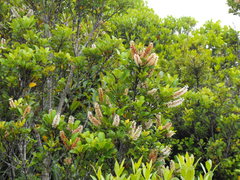 Pterophylla sylvicola