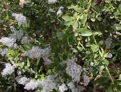 Ceanothus spinosus
