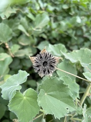 Abutilon grandiflorum