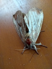 Noctuoidea