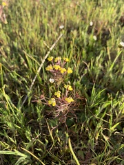 Triphysaria eriantha