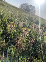 Triphysaria eriantha