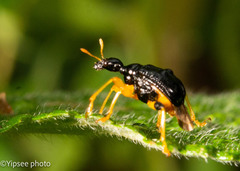 Phymatapoderus