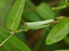 Stenocatantops angustifrons