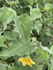 Abutilon grandiflorum