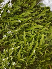 Fontinalis novae-angliae