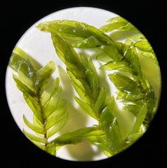 Fontinalis novae-angliae