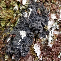 Fuscopannaria sorediata