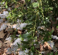 Ceanothus spinosus