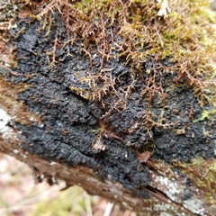 Fuscopannaria leucosticta