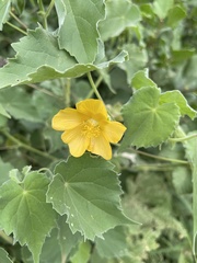 Abutilon grandiflorum