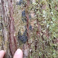 Fuscopannaria leucosticta