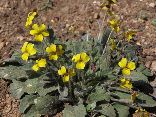 Viola purpurea