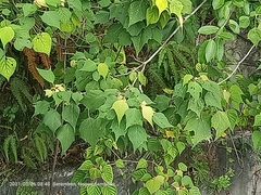 Mallotus paniculatus