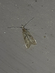 Dichomeris punctipennella