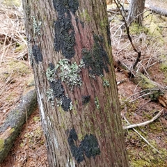 Fuscopannaria leucosticta