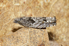 Pseudexentera vaccinii