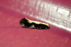 Monopis dorsistrigella