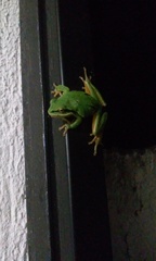 Hyla walkeri