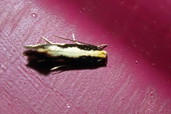 Monopis dorsistrigella