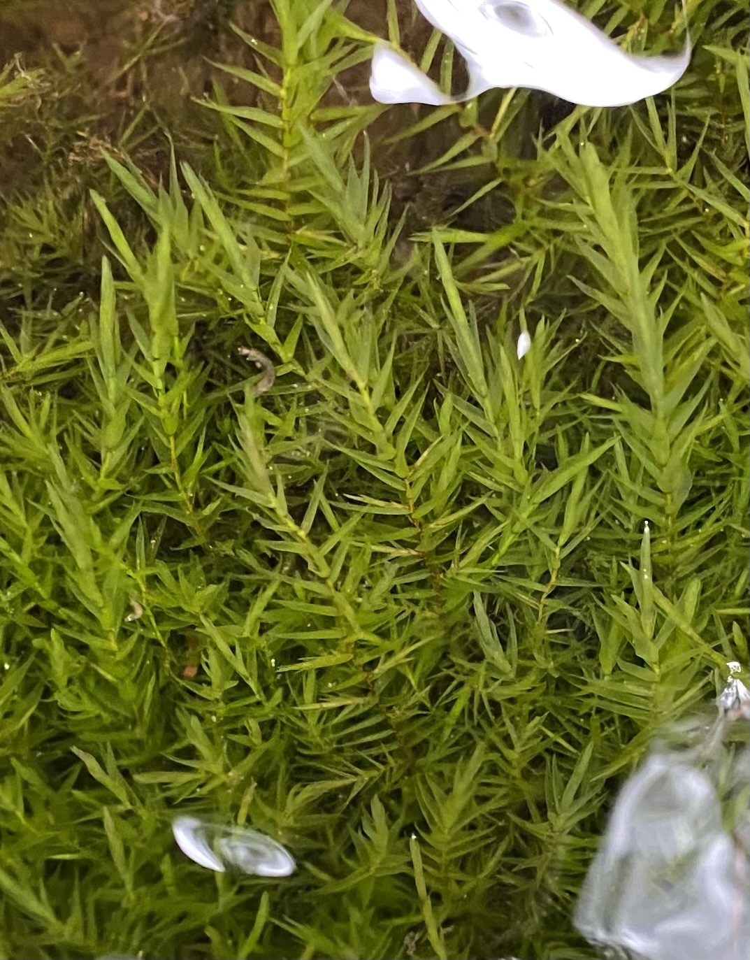 Fontinalis hypnoides