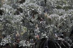 Artemisia pycnocephala