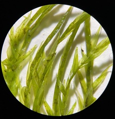 Fontinalis dalecarlica