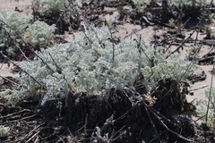 Artemisia pycnocephala
