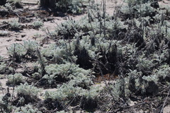 Artemisia pycnocephala