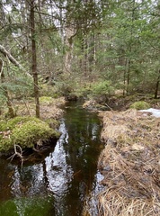 Fontinalis dalecarlica