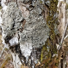 Heterodermia squamulosa