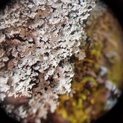 Heterodermia squamulosa