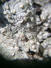 Pertusaria subambigens