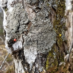 Heterodermia squamulosa